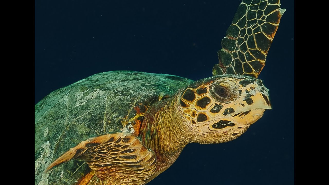 Diving Maldives 4K   Laamu - A Hidden Gem