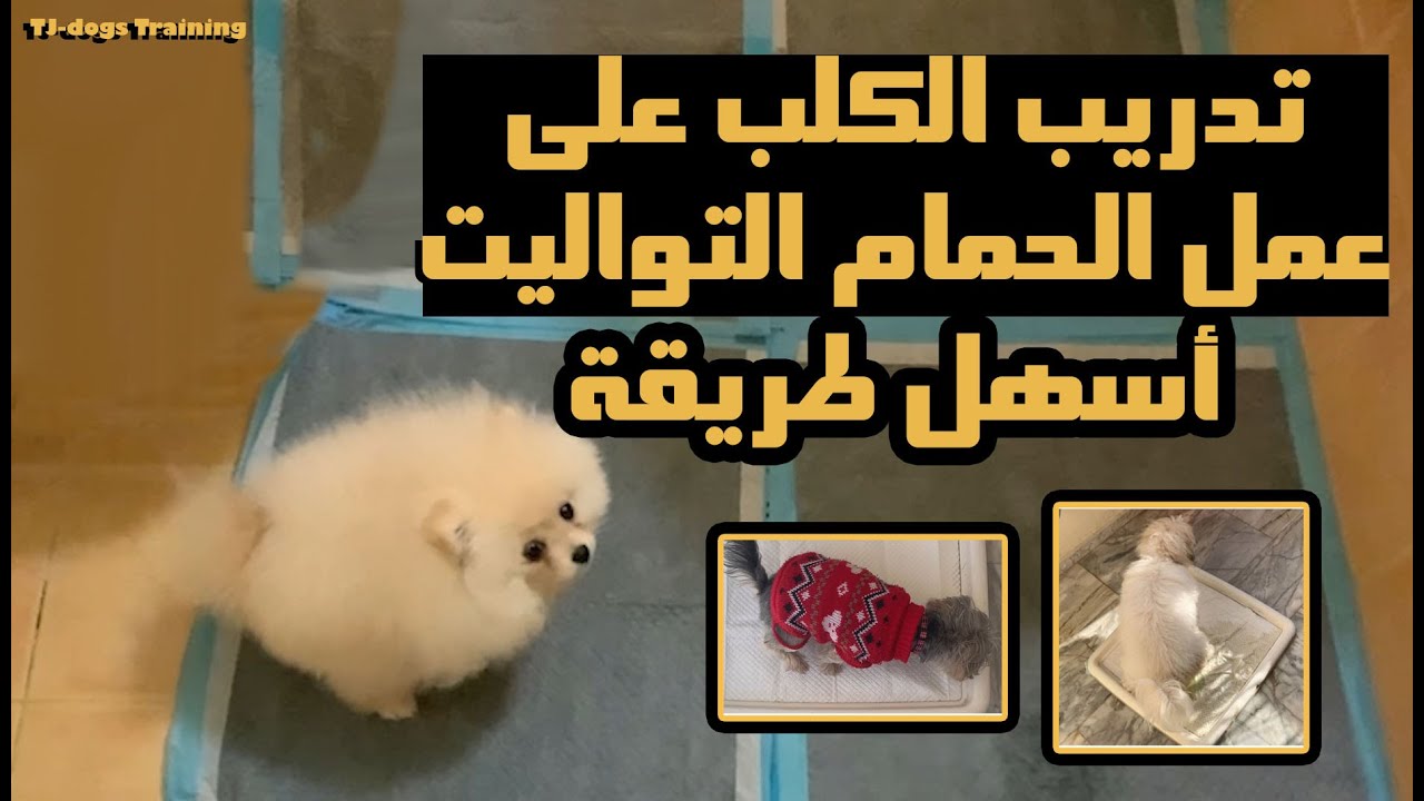 تدريب كلب على عمل الحمام أسهل طريقة