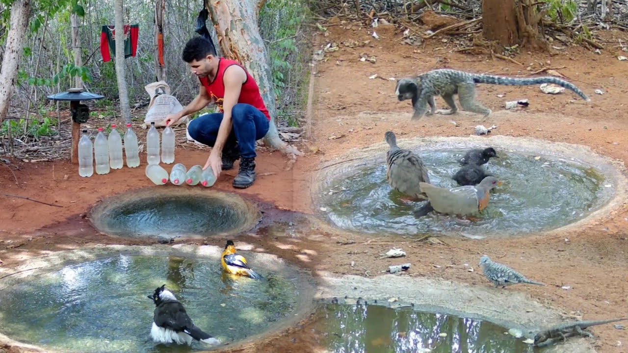 ATÉ A LAGARTIXA VEIO BEBER ÁGUA....