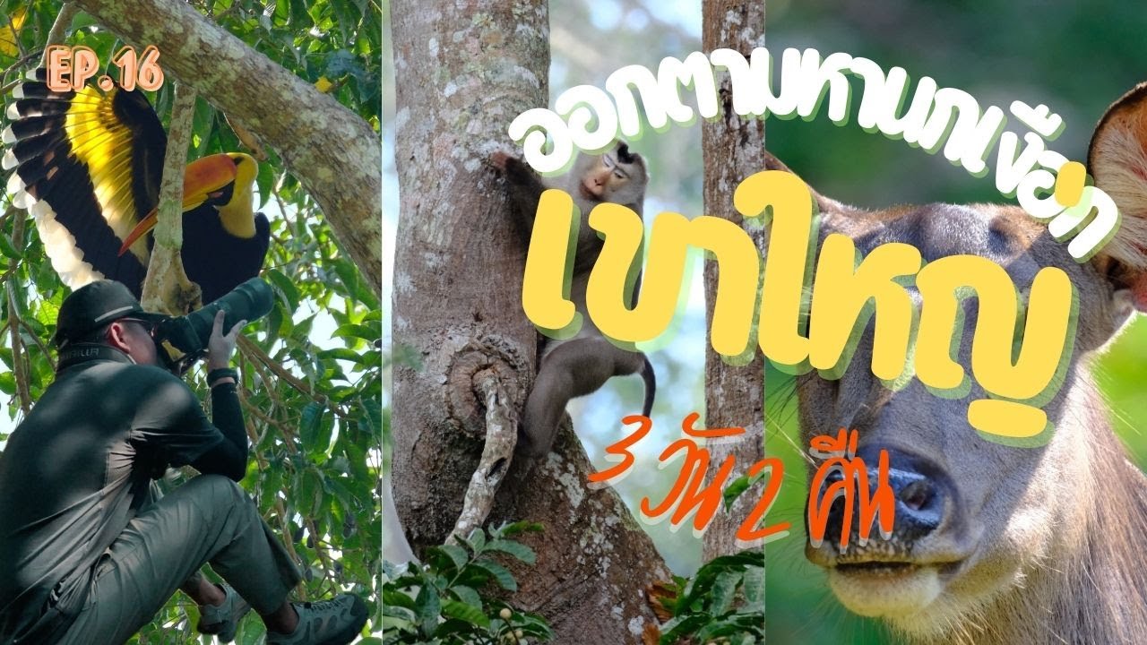 EP.16 | ทริปเขาใหญ่ ตามหานกเงือกไทย พักแรม 3 วัน 2 คืนที่ลำตะคอง