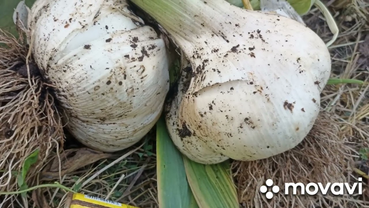 Вацап / мах  для каталога 89152458159 письменно