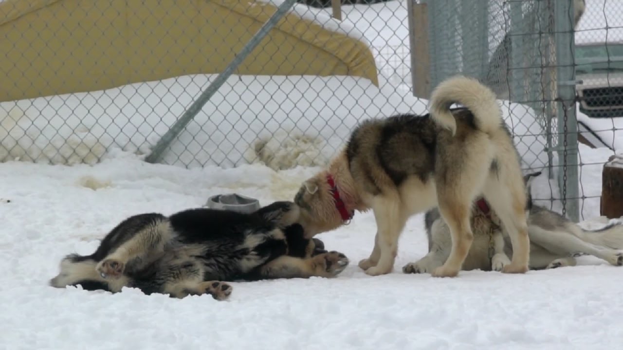 Prendre le Nord: Musher