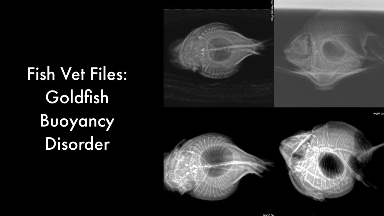 Fish Vet Files: Goldfish Buoyancy Disorder