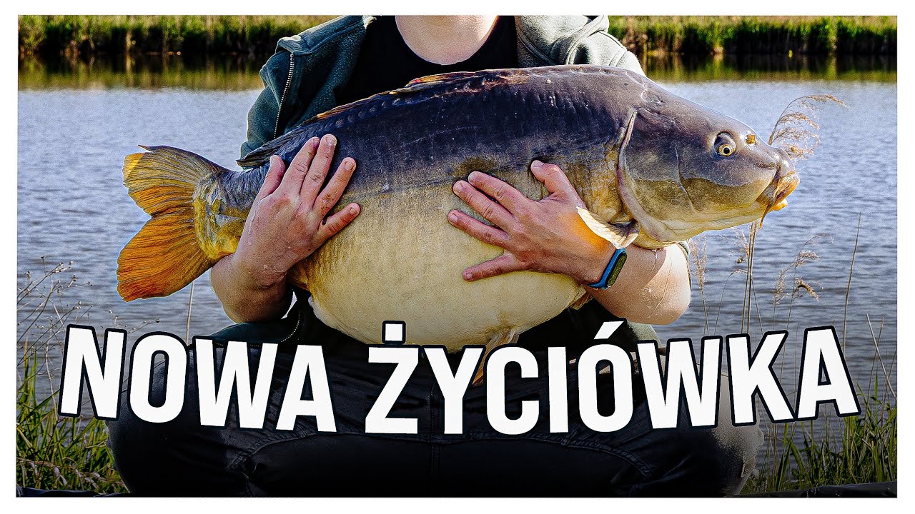 NOWA ŻYCI&Oacute;WKA! KARP 20KG!!! | WĘDKARSTWO KARPIOWE |