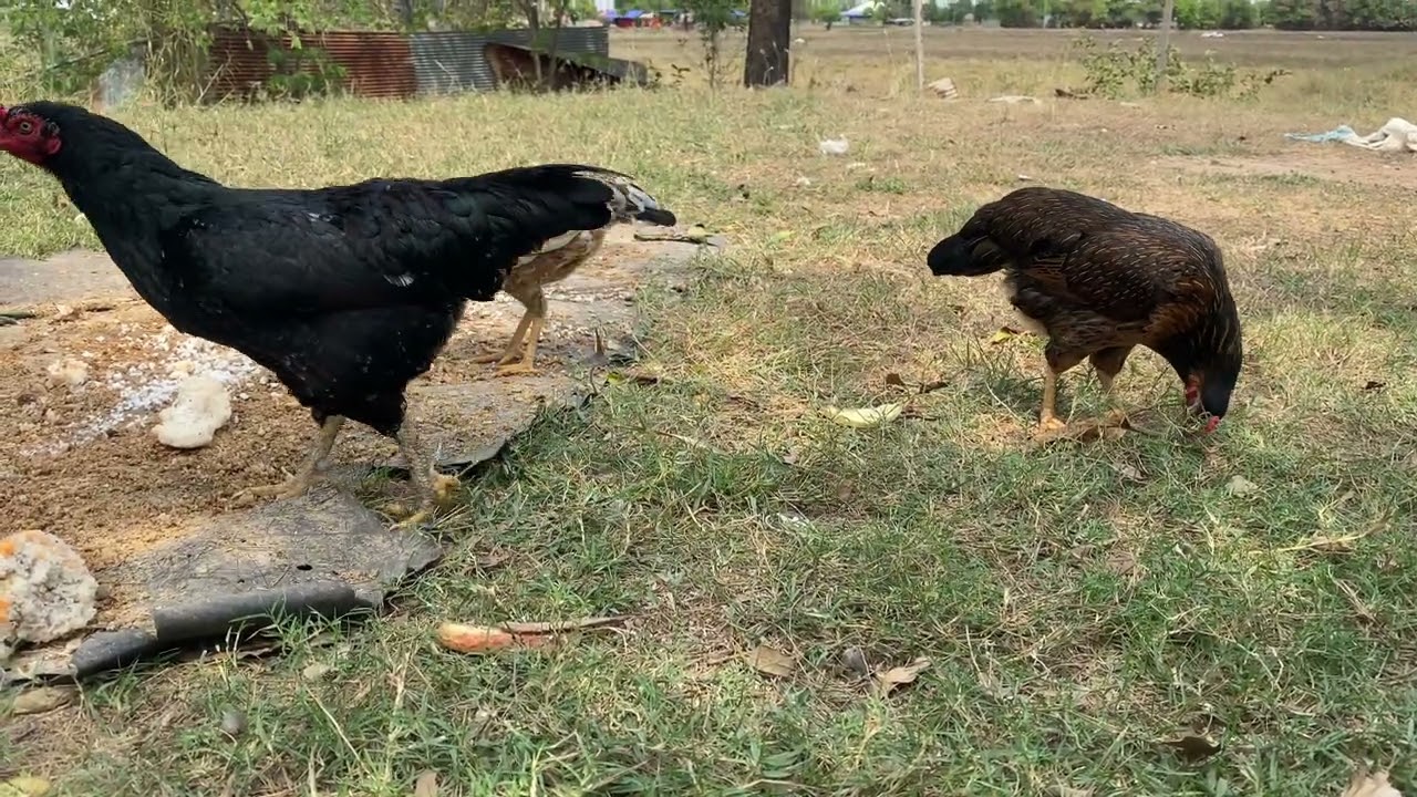 គ្រួសារមាន់/🐓🐓 រស់នៅតាមបែបស្រុកស្រែ🥰🥰