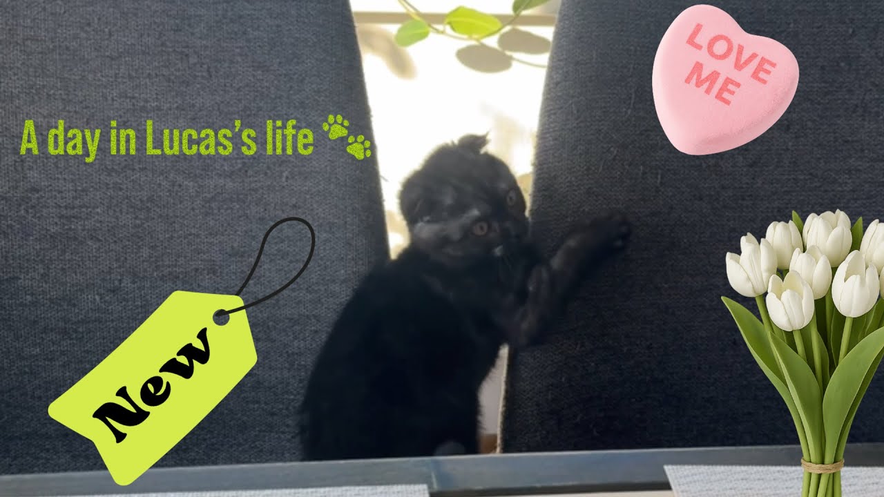 5 Minutes of My Cat’s Daily Routine😻