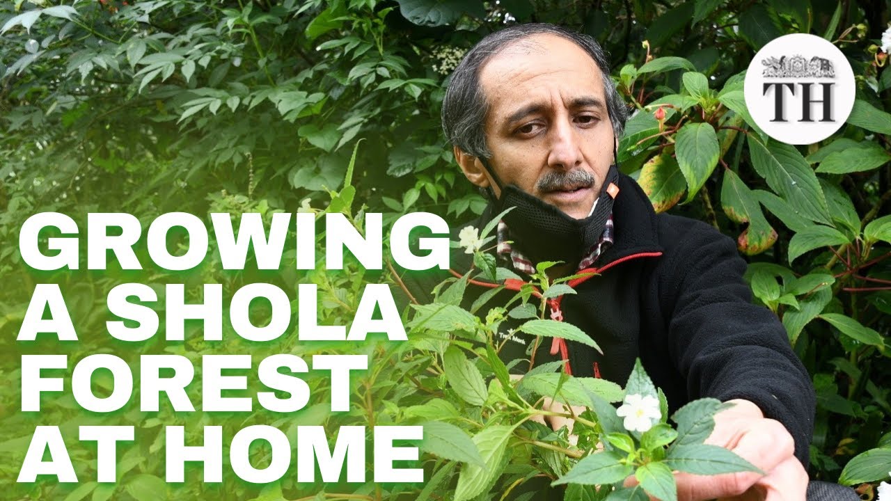 This man from Ooty has grown a mini Shola forest