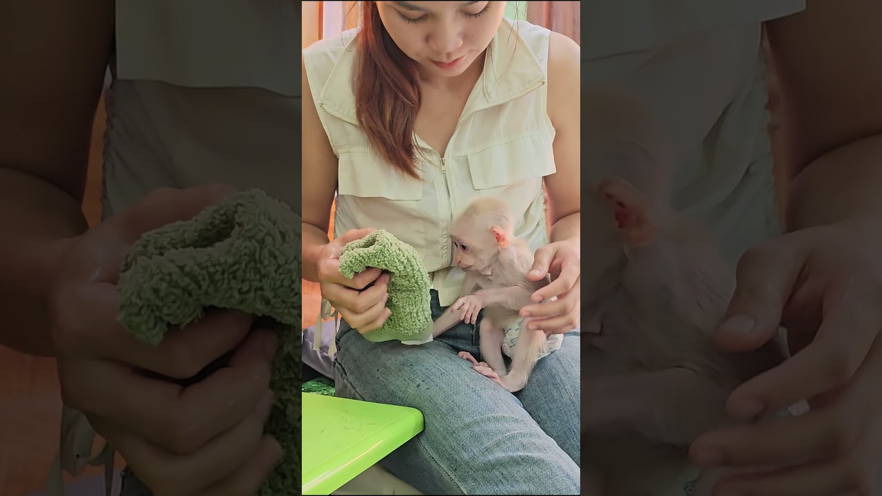 take care of baby monkeys #short  #babymonkey #animal