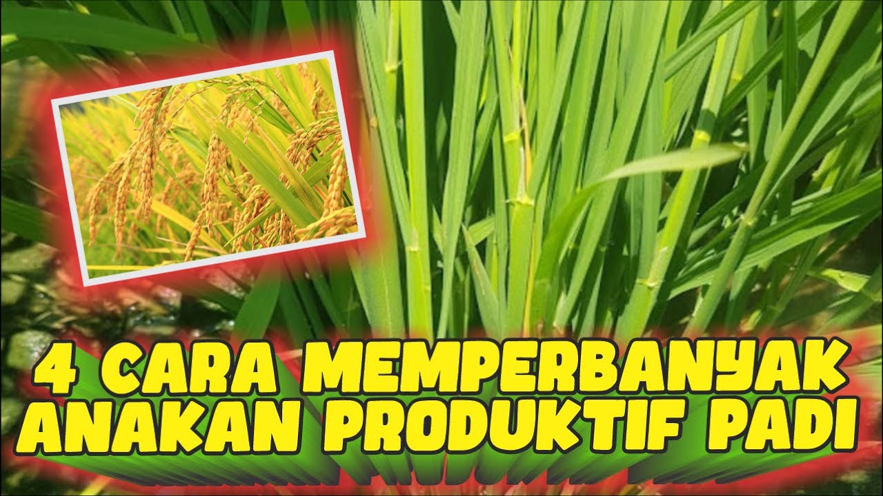 4 CARA MEMPERBANYAK ANAKAN PRODUKTIF PADI💯