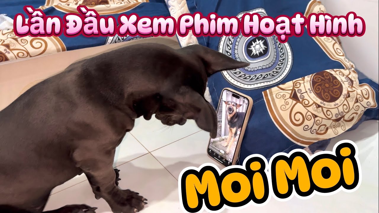 Biểu Cảm Cực Đáng Yêu Của Moi Moi Khi Lần Đầu Tiên Được Xem Phim Hoạt Hình