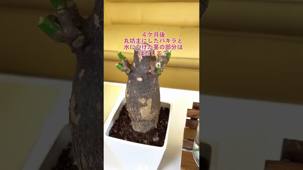 観葉植物のふやし方 水挿しの方法 How to increase the number of houseplants. 4 months later? #育て方 #挿し木 #パキラ #pachira