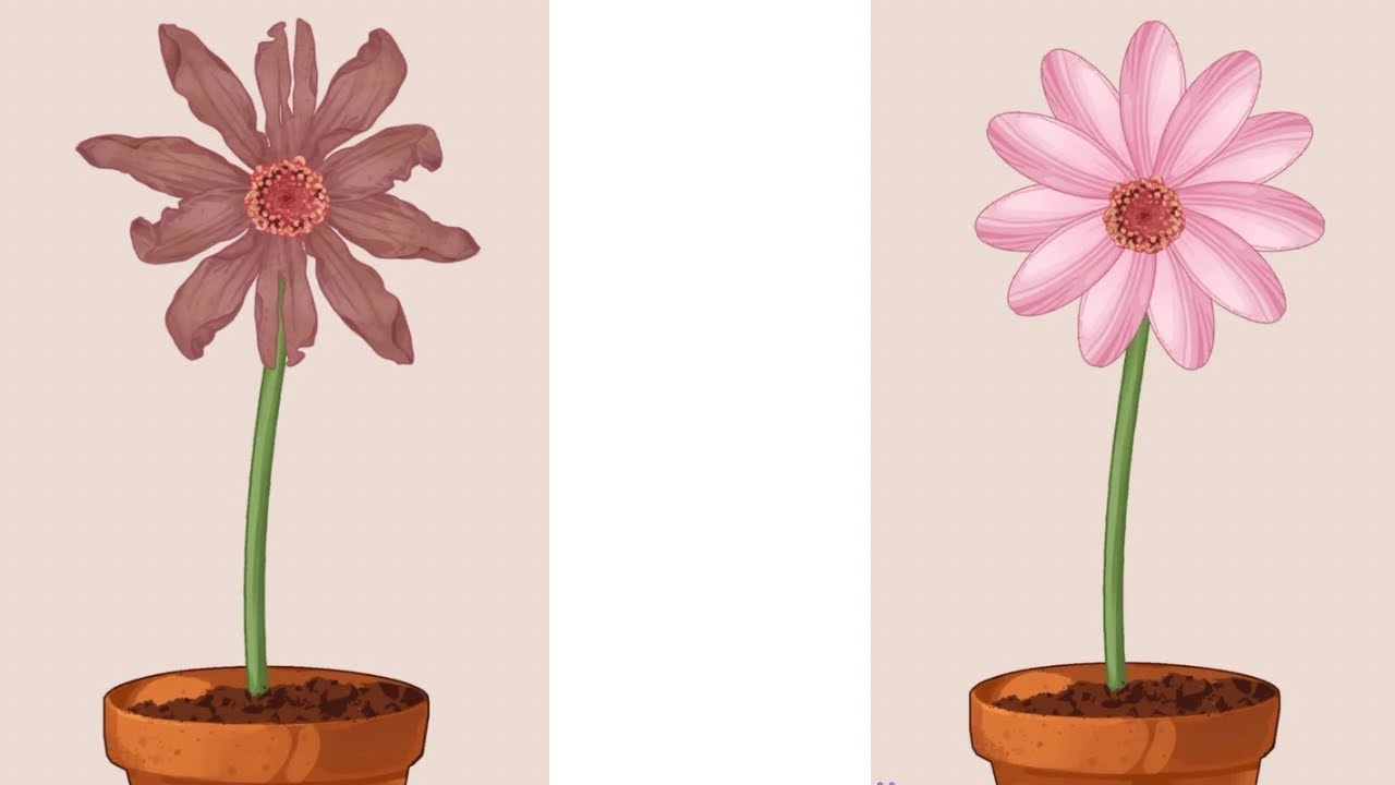 From Withered to Blooming 🌸 | Flower Transformation