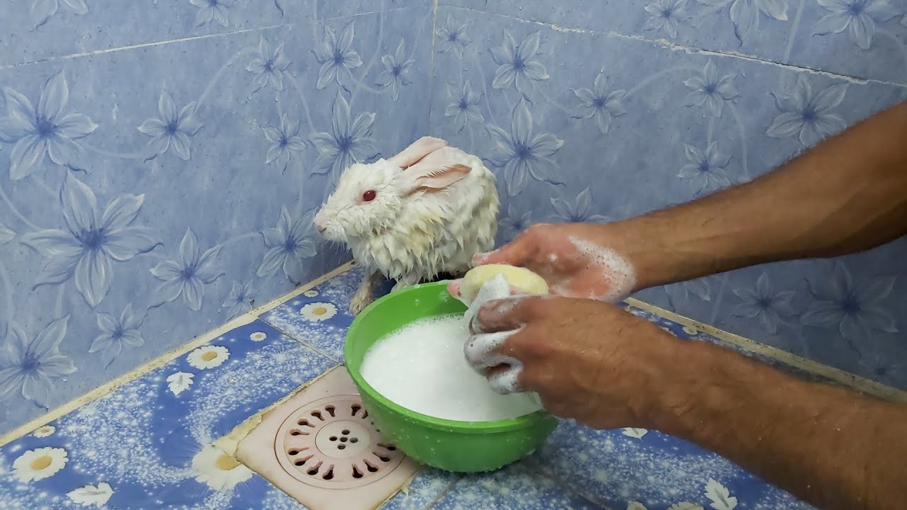 شرح طريقة تحميم الارنب