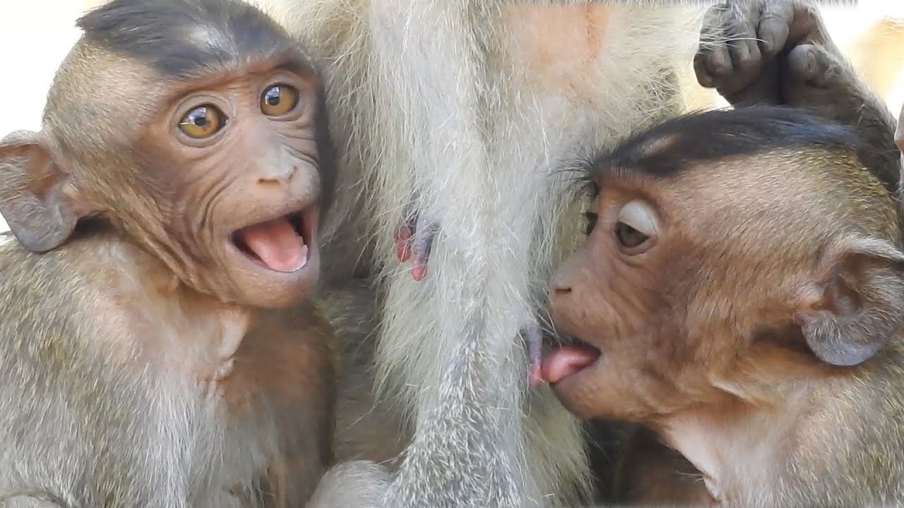 Breaking heart..!Mom weaning milk, Buttey cry poor for request milk from mom, Pity small baby hungry