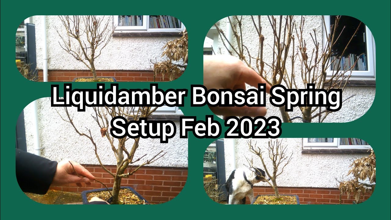 Liquidamber Bonsai Spring Setup 2023