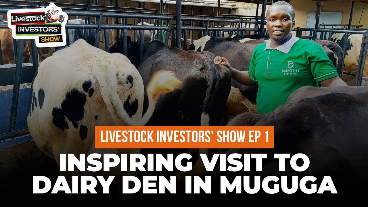 How to Milk 230+ Litres Daily on a 50x100 Plot: Small Scale Dairy Success Secrets