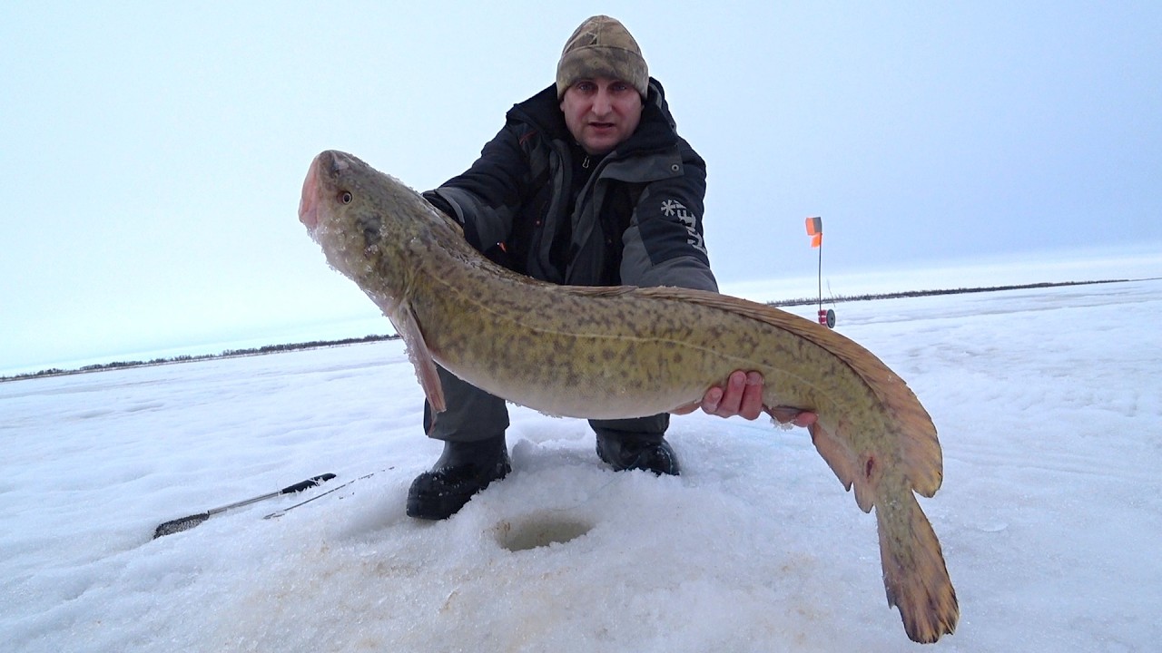 Рыбалка на налима жерлицами. Секрет рыбалки как поймать налима.  Fishing