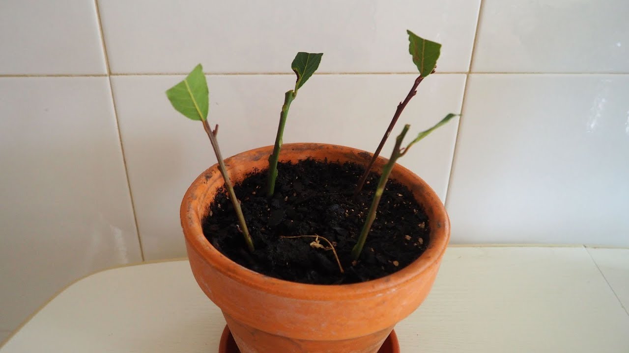 Como hacer esquejes de laurel