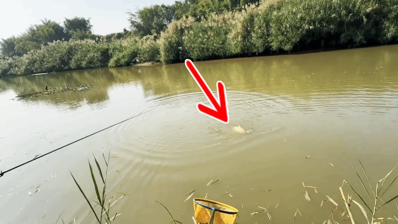 帶朋友一起來釣魚，新手保護期確實厲害，但釣大魚還是要我來【野釣長空】 #釣魚