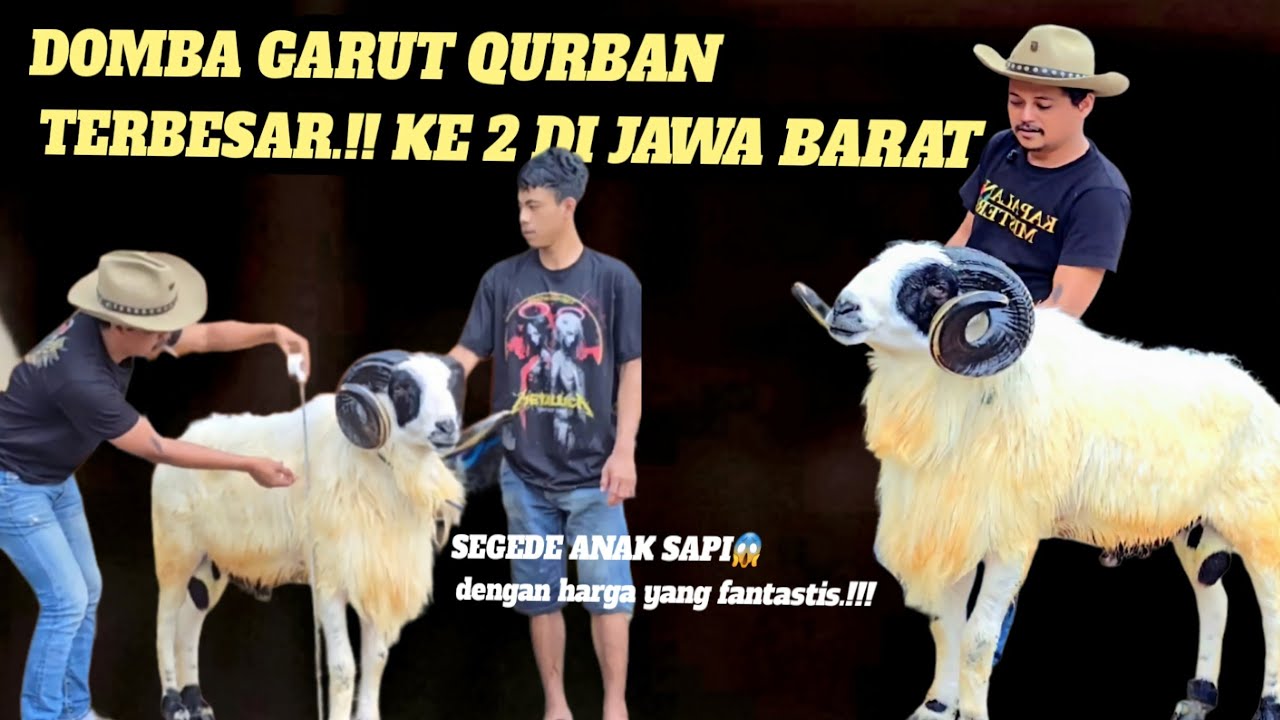 BERAPA SIH.!!!!! HARGA DOMBA GARUT QURBAN SEGEDE INI