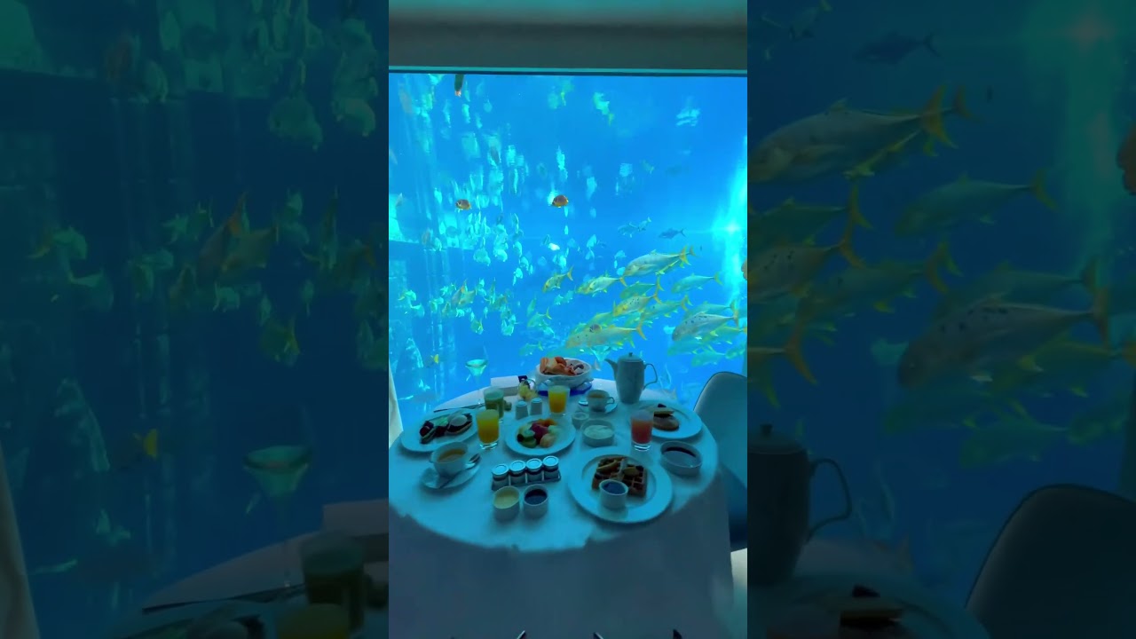 Fish in front of my bed #adventureawaits #beachvibesonly #digitalnomadlife #escapetheordinary