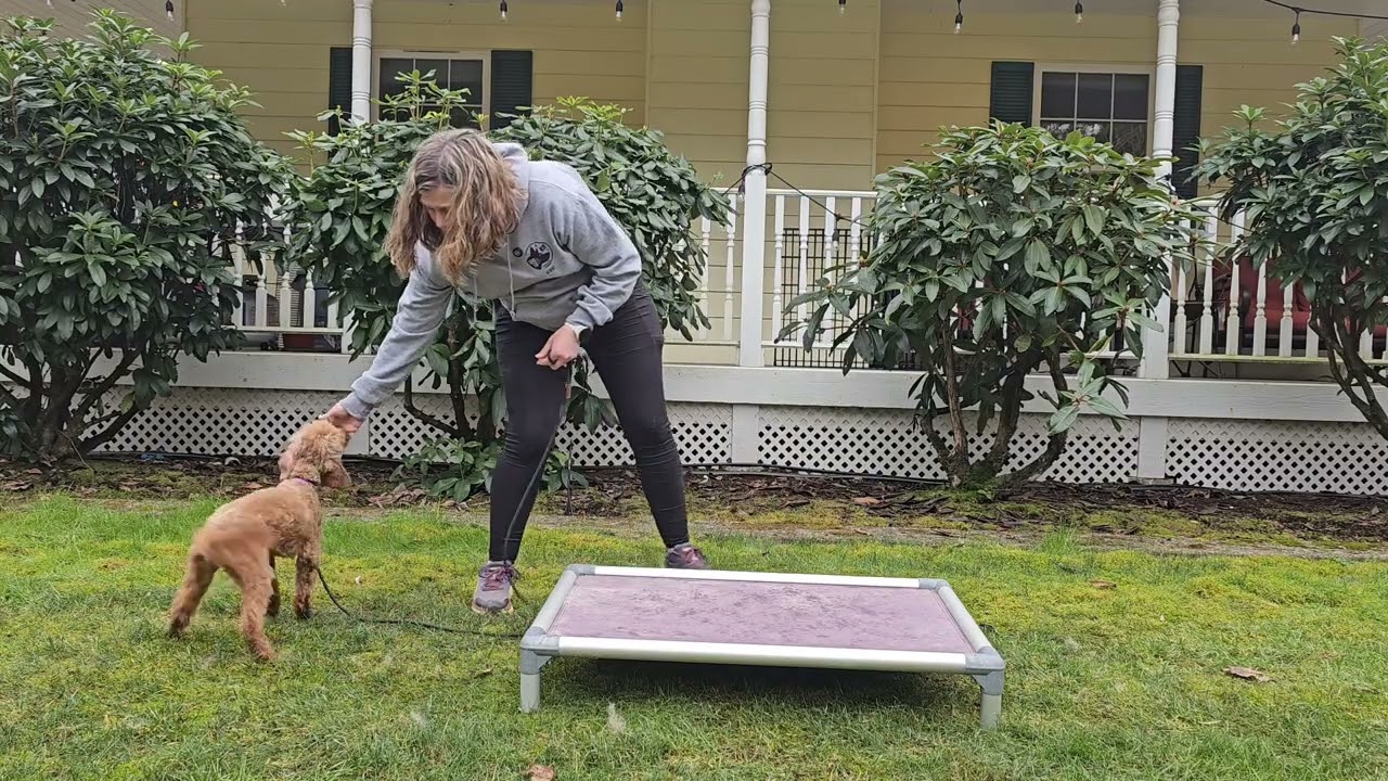 How to Teach Your Dog a Place Behavior that they will LOVE!