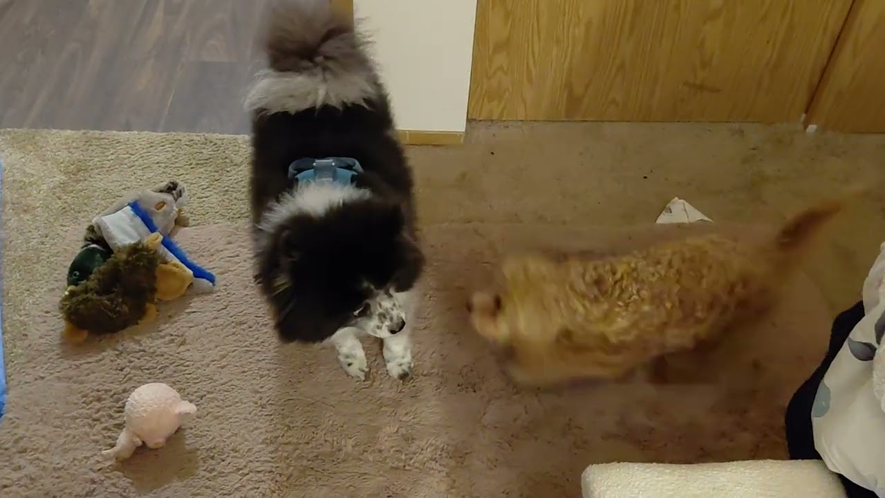 Winston stops Buster from playing with squeaky hedgehog toy