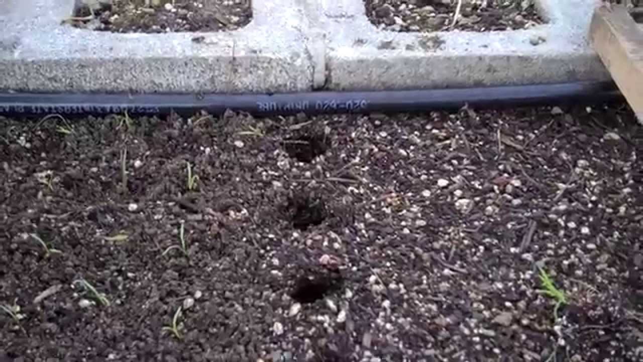 Как пересаживать морковь