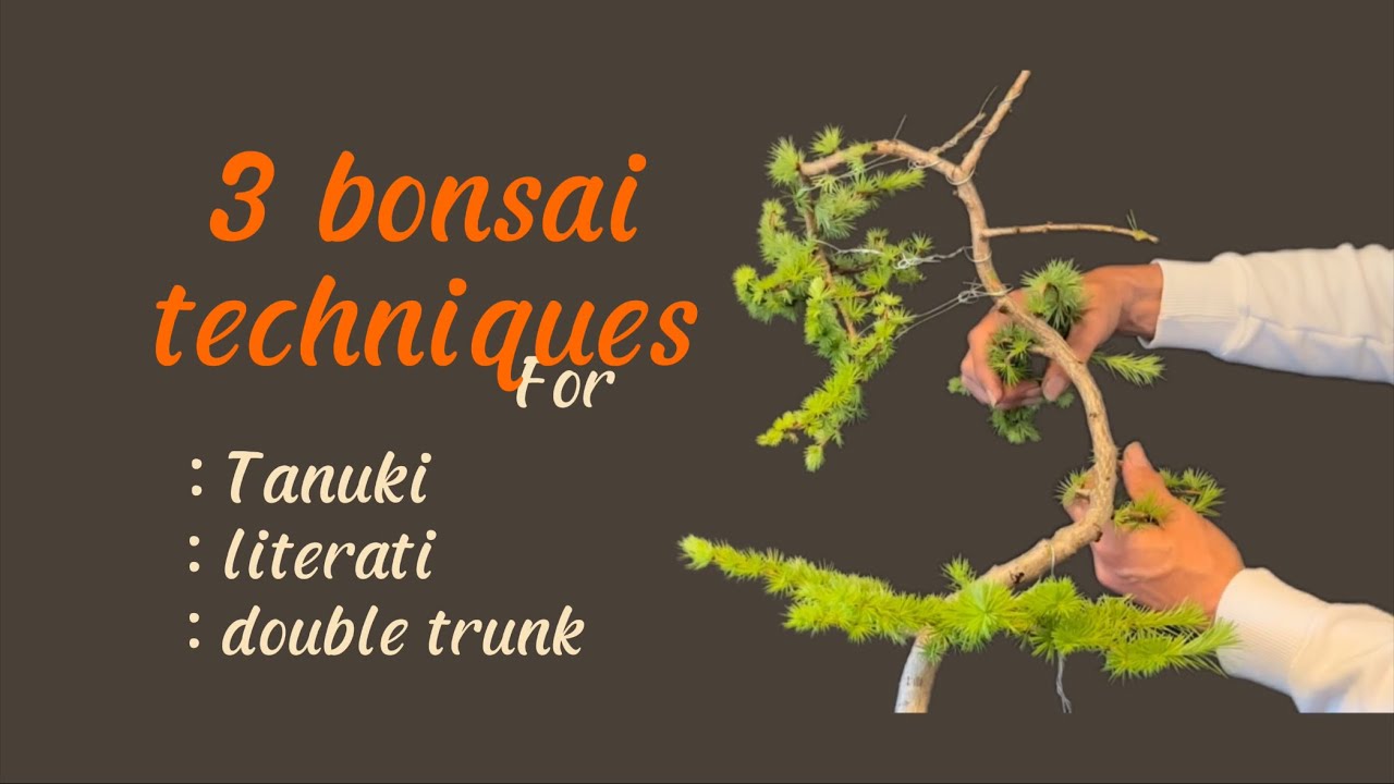 A trio of Japanese larch bonsai, 3 designs 3 stages of growth #literati challenge