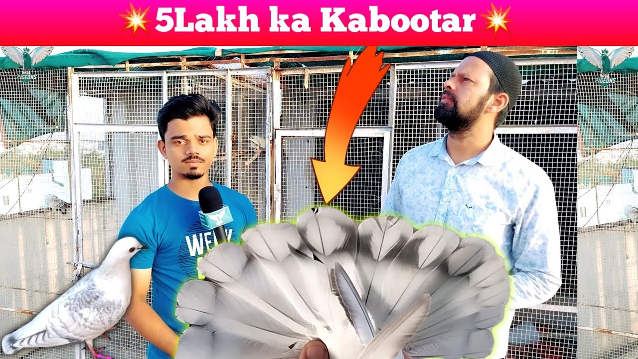 5 Lakh K Kabootar 🔹 || Adil Loft Hyderabad Deccan || Hyderabadi Neele Satinite Kabootar🤩