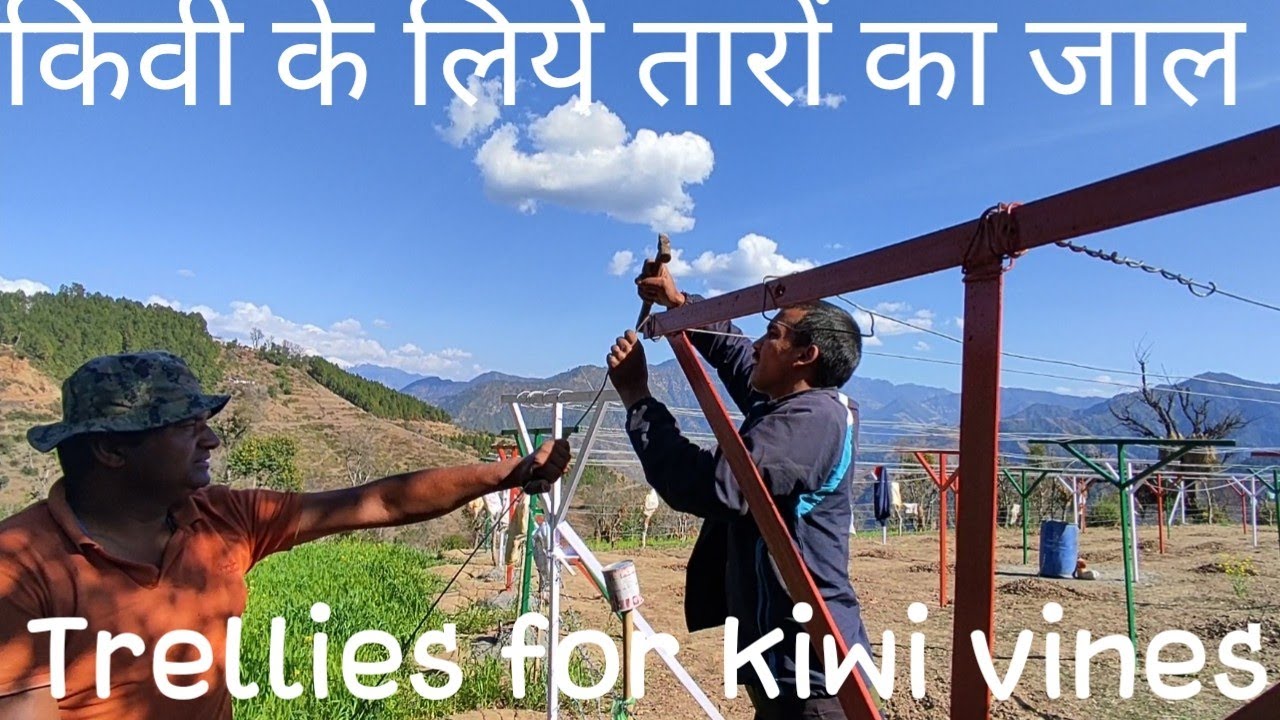 कीवी के लिए तारों का जाल कैसे बनाऐ.How to make trellies for kiwi vines.