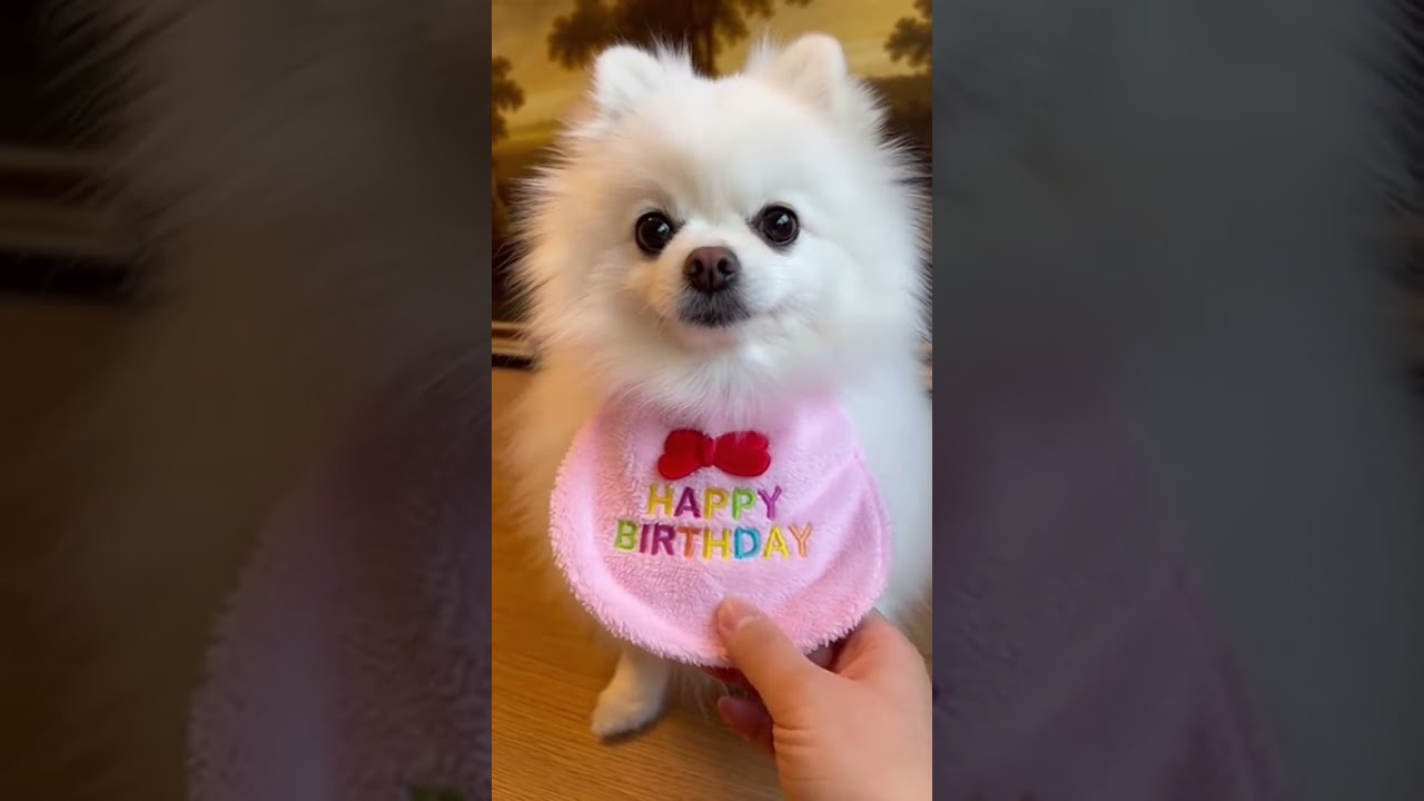 The baby turned into a ghost Watch this spooky transformation 