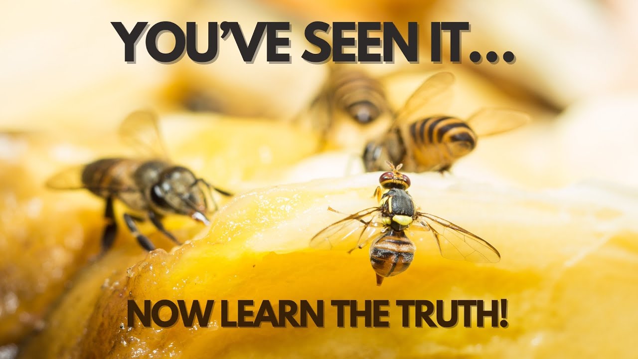 🧬 Fruit Flies Tiny Insects, Huge Impact!