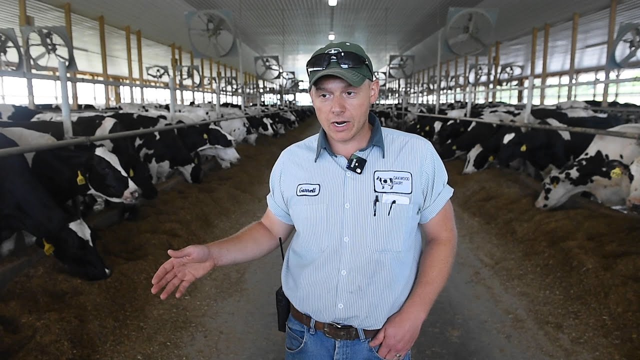 How dairy farms keep cows cool in summer heat