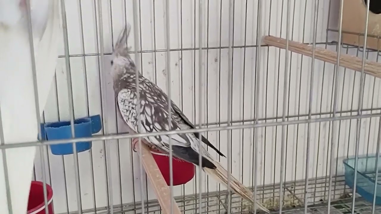 CALOPSITA REVERSO X CARA BRANCA PÉROLA SAIU TRÊS CARA BRANCA