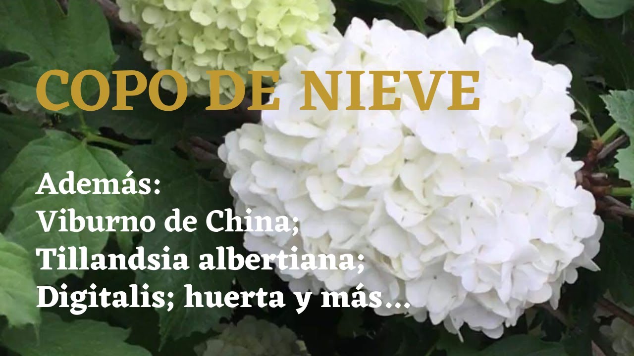 COPO DE NIEVE (Viburnum opulus); Viburno de China; Tillandsia albertiana; Digitalis o Dedalera.