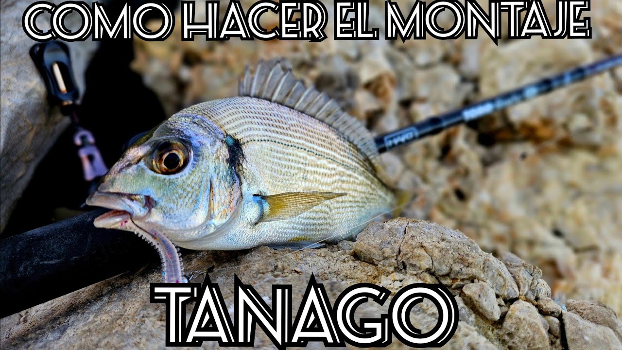 Como hacer el MONTAJE TANAGO / How to ASSEMBLE THE TANAGO