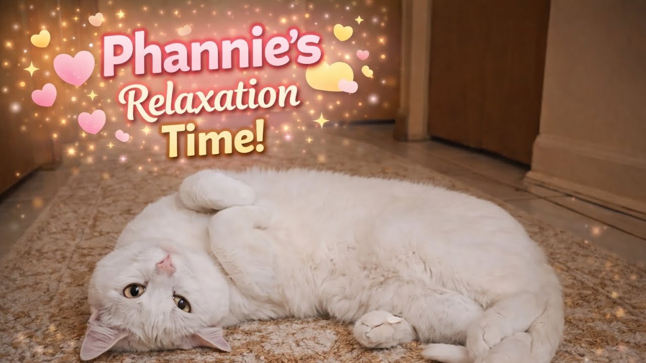 Cat Relaxing on the Kitchen Floor During Dinner 🐱 | Phannie 