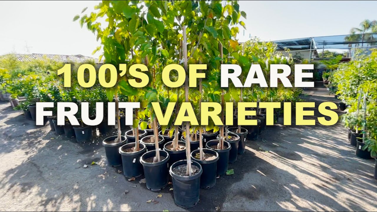 Incredible NURSERY TOUR in San Diego with a Huge selection of Edible Fruit