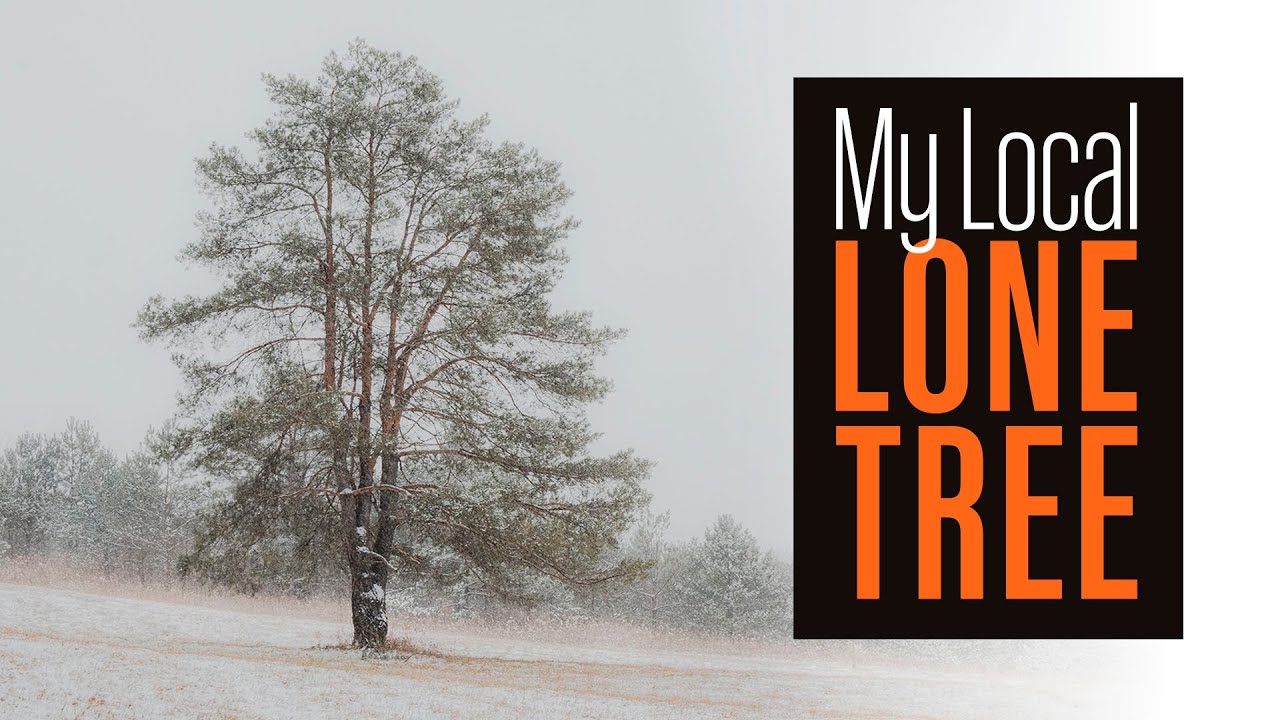 Photographing My Local Lone Tree / Nikon Z9 Test