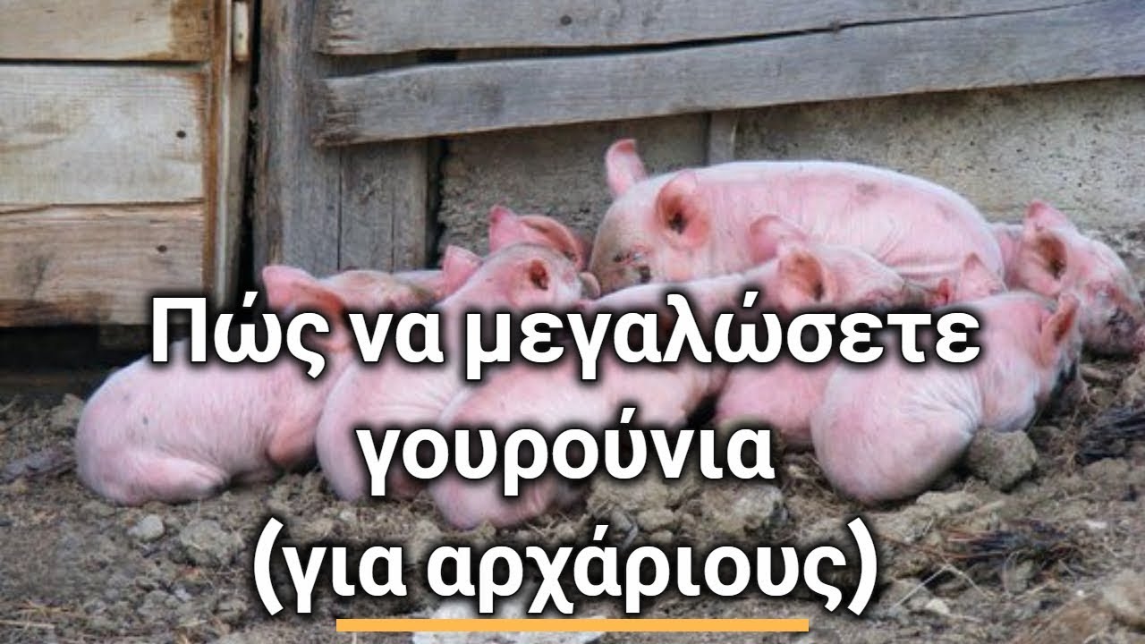 Πώς να μεγαλώσετε γουρούνια - Εκτροφή γουρουνιών για Αρχάριους