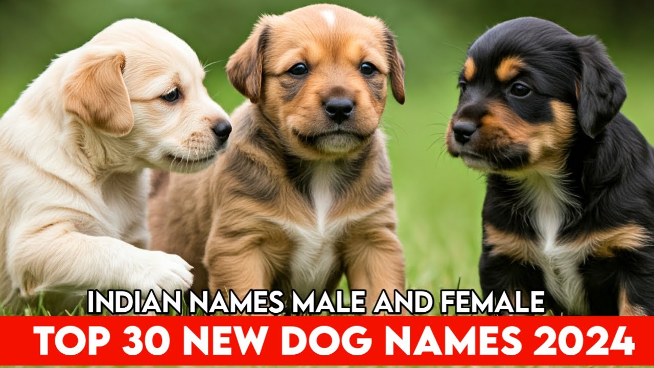 Male and Female Dog Names | Top 30 Dog Names | Unqiue Dog Names 2024