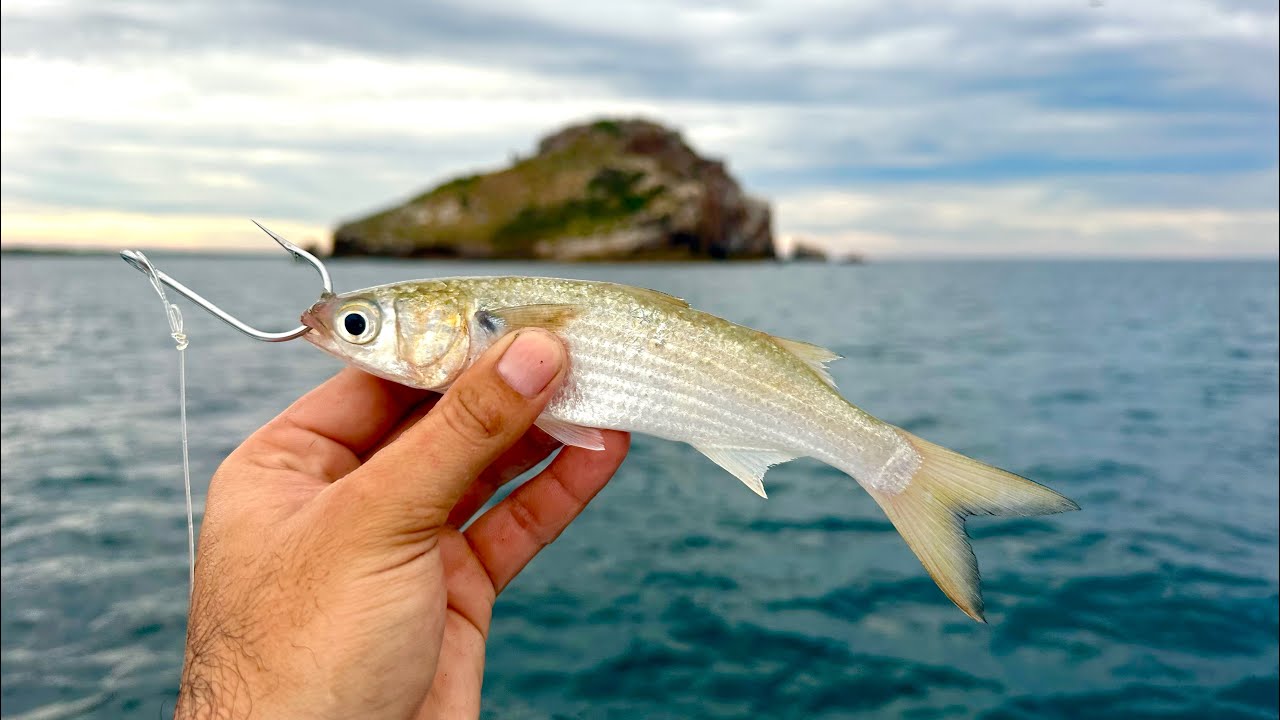 El PEZ MÁS BUSCADO por TODO PESCADOR || pesca con LISA VIVA. 