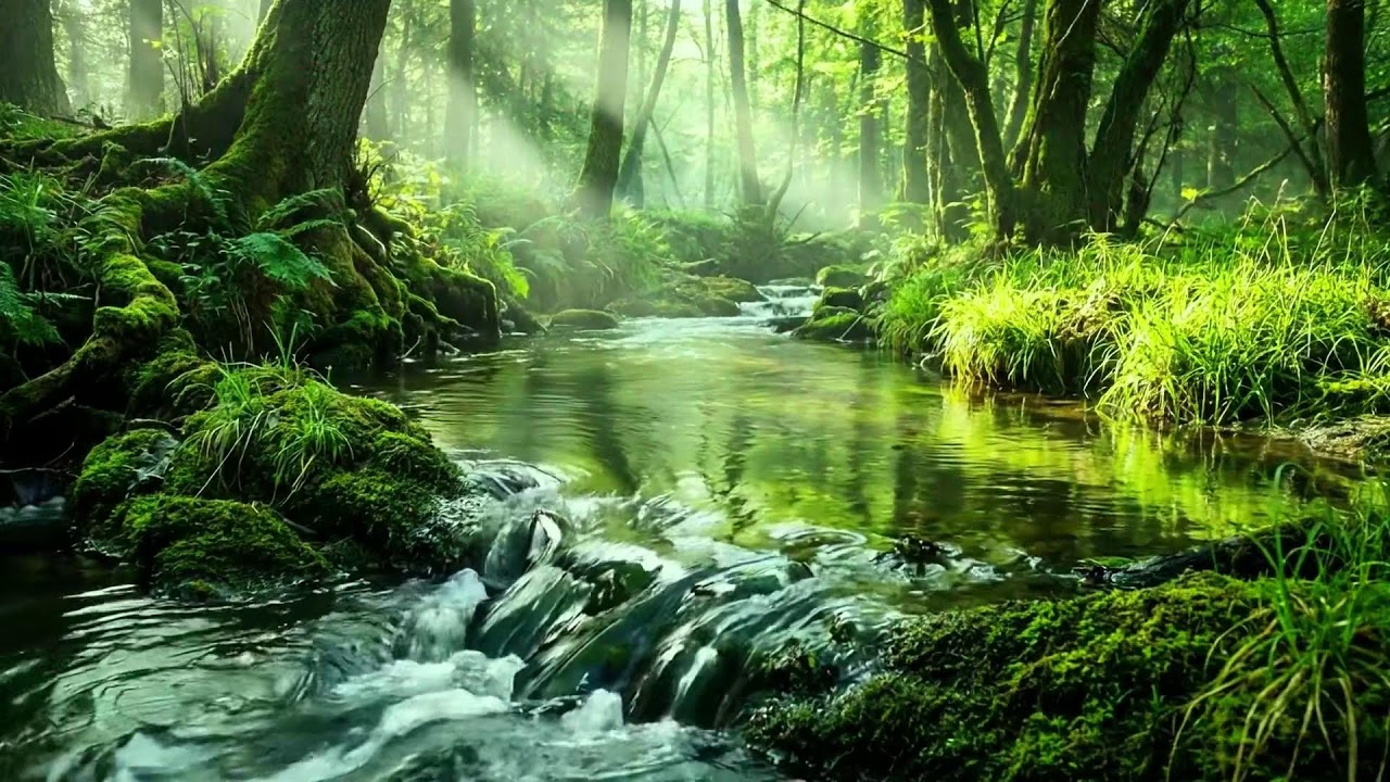 Late Summer Forest, Clear Stream Flow and Birds Singing, Peaceful Nature Sounds for Deep Focus