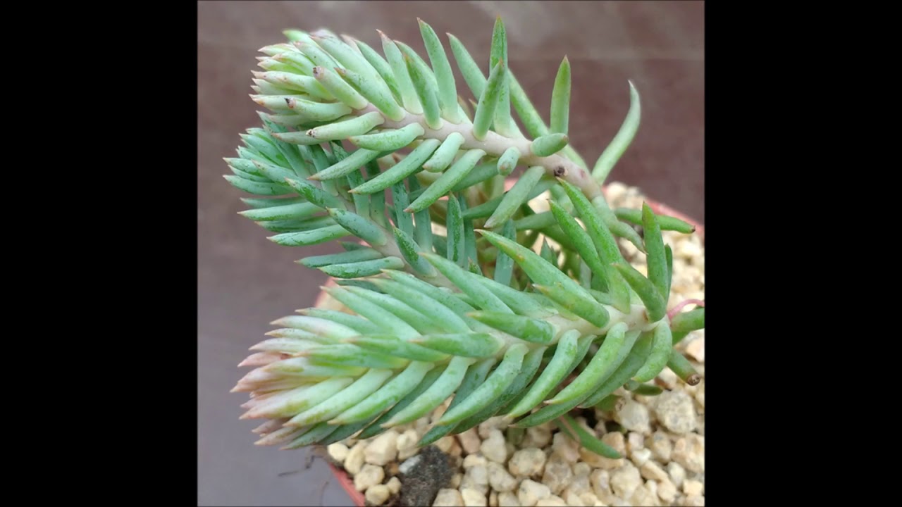 Sedum reflexum