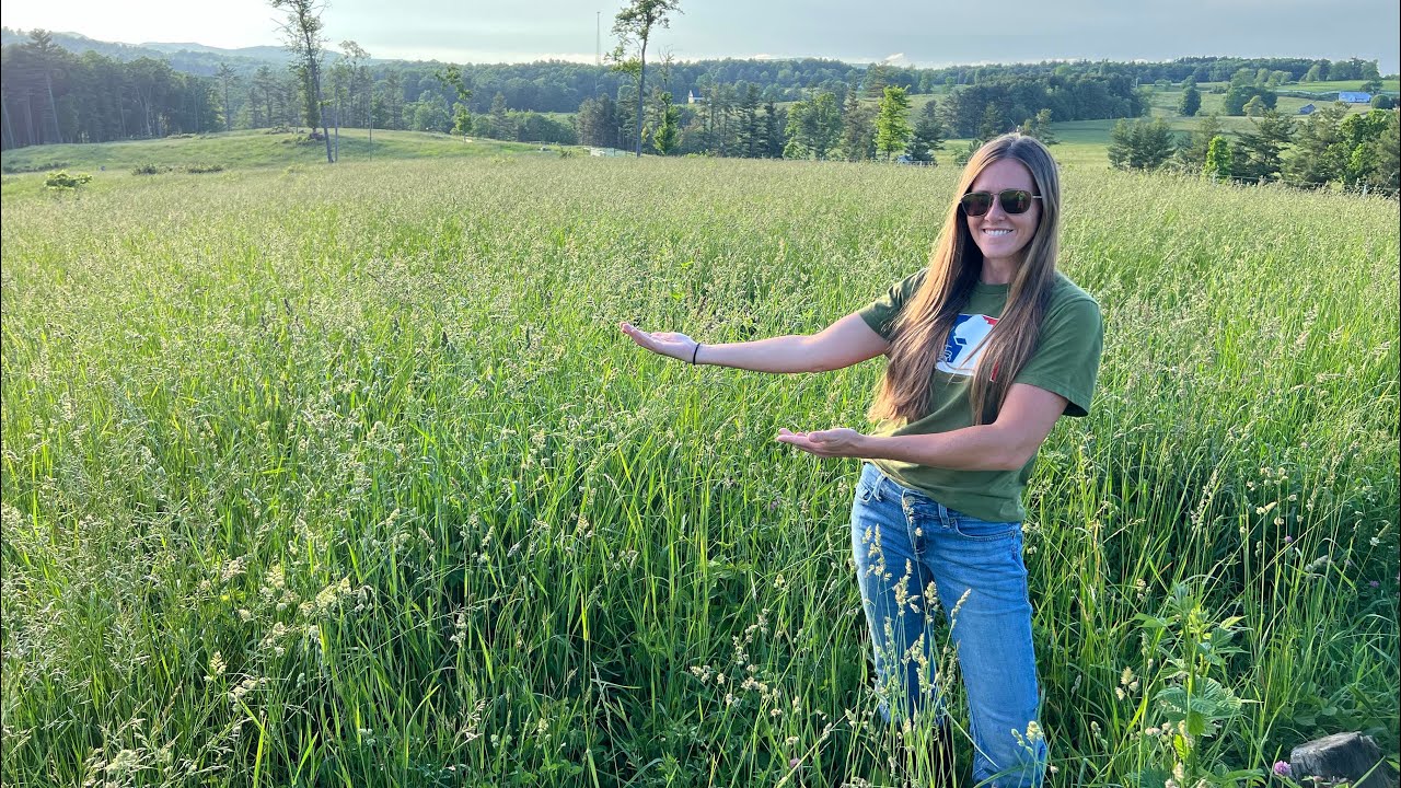 How to grow grass ~ Turning woods into pasture