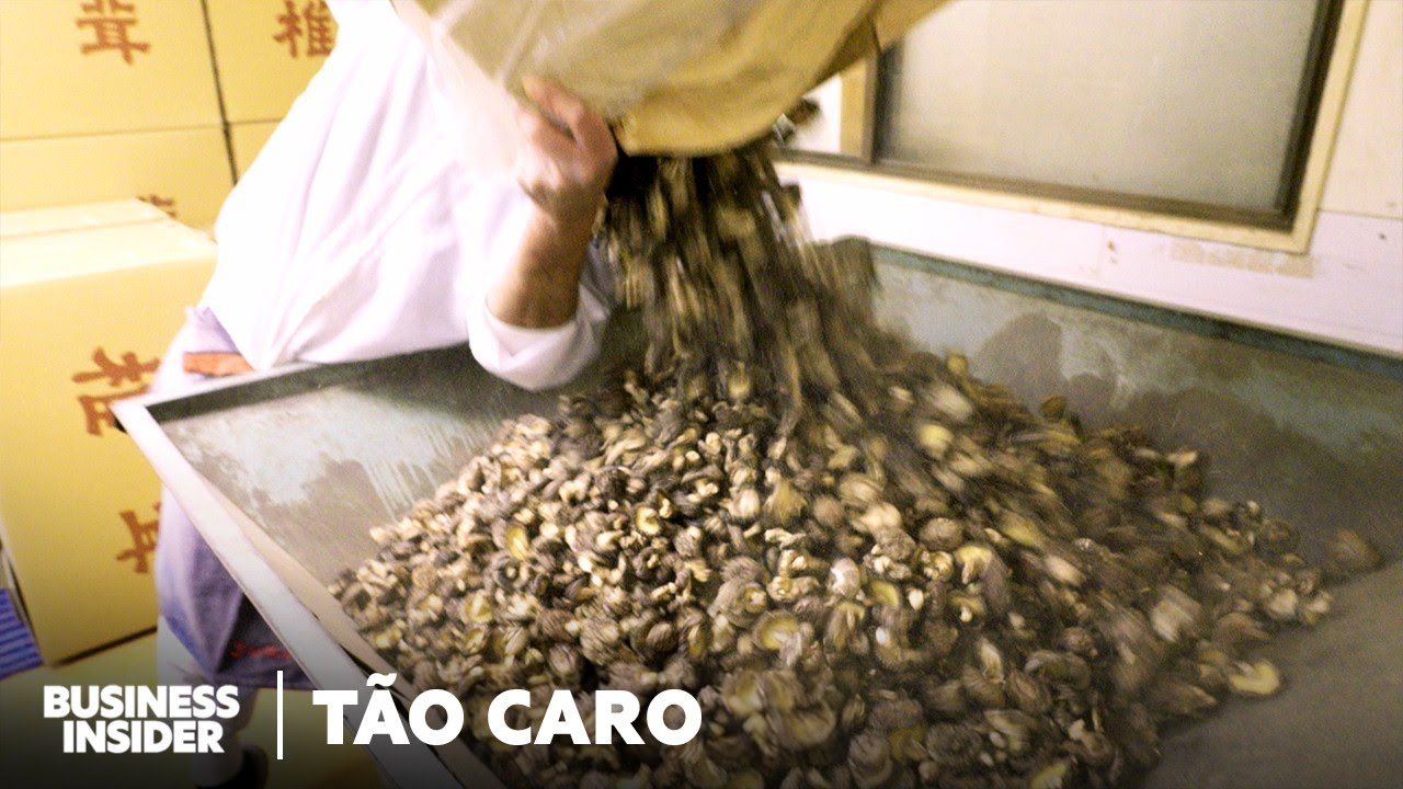 Como os Shiitakes Mais Caros do Japão Movimentam uma Indústria Global de US$740 Milhões