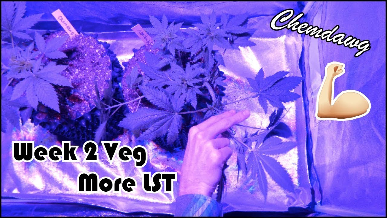 Week 2 of Vegetation:  Chemdawg Indoor Beginner Grow Series