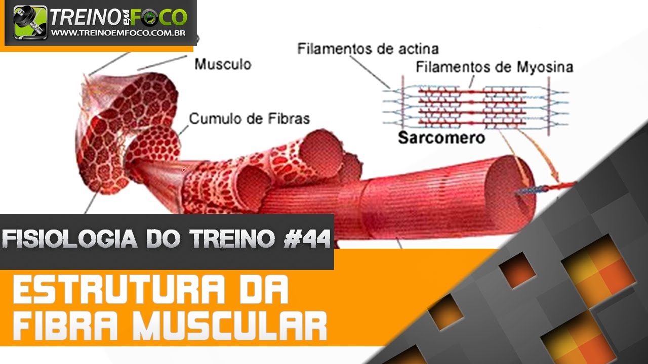 Fisiologia do Treino #40 - Estrutura da Fibra Muscular