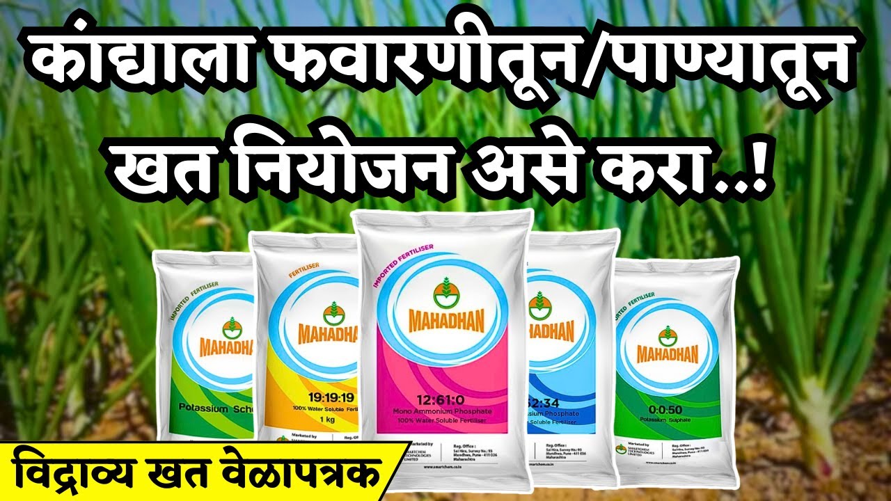 कांद्यात विद्राव्य खतांचा योग्य वापर असा करा 2024| Kanda water soluble khate schedule
